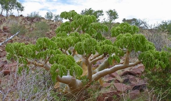 Cyphostemma uter